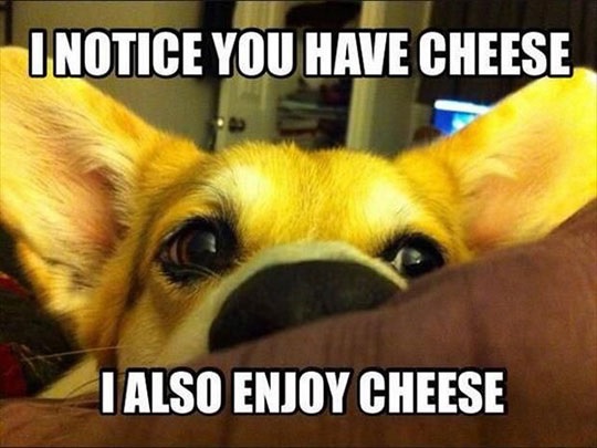 cheese-dog