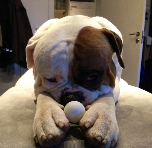 dog-and-his-ping-pong-ball