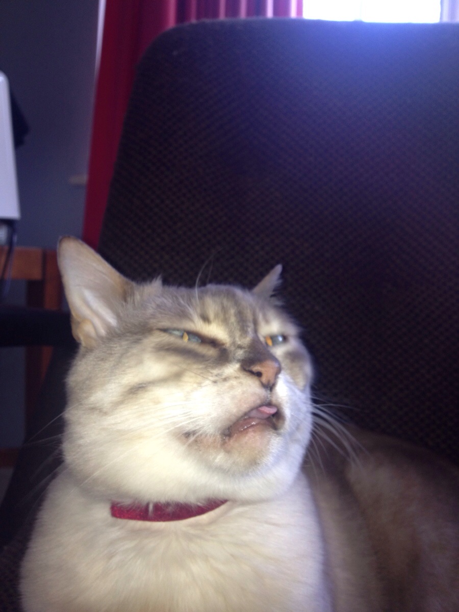 funniest-cats-sneeze-1