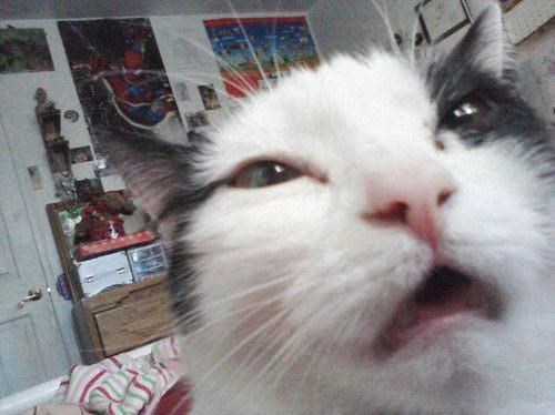 funniest-cats-sneeze-12