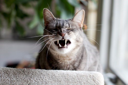 funniest-cats-sneeze-13