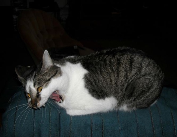 funniest-cats-sneeze-14