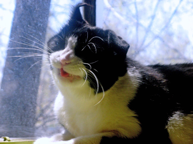 funniest-cats-sneeze-15
