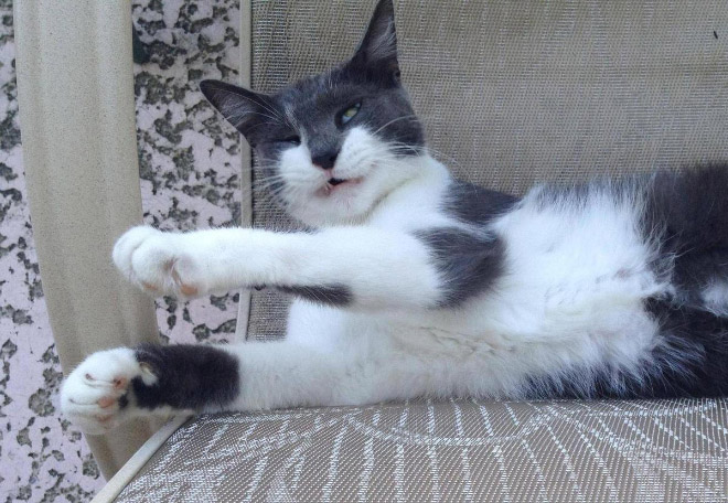 funniest-cats-sneeze-16
