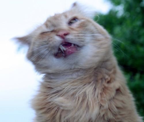 funniest-cats-sneeze-2