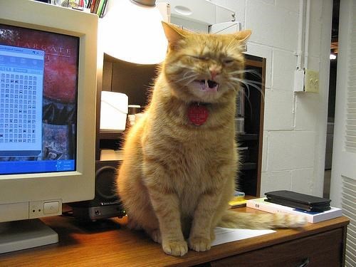 funniest-cats-sneeze-3