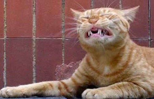 funniest-cats-sneeze-4