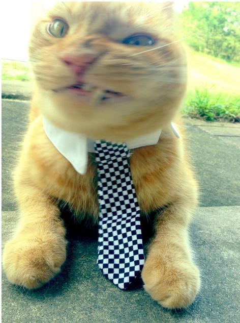 funniest-cats-sneeze-7
