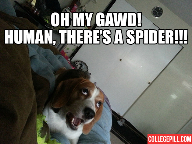 human-theres-a-spider
