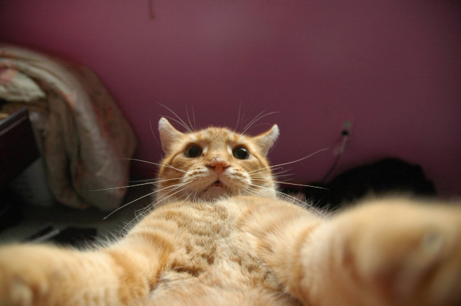 funny-cat-selfies-1