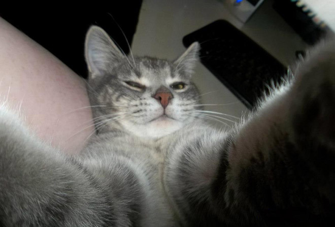 funny-cat-selfies-10
