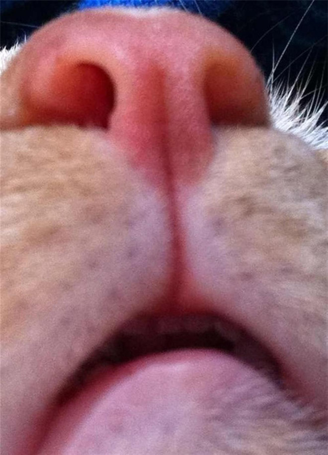 funny-cat-selfies-12