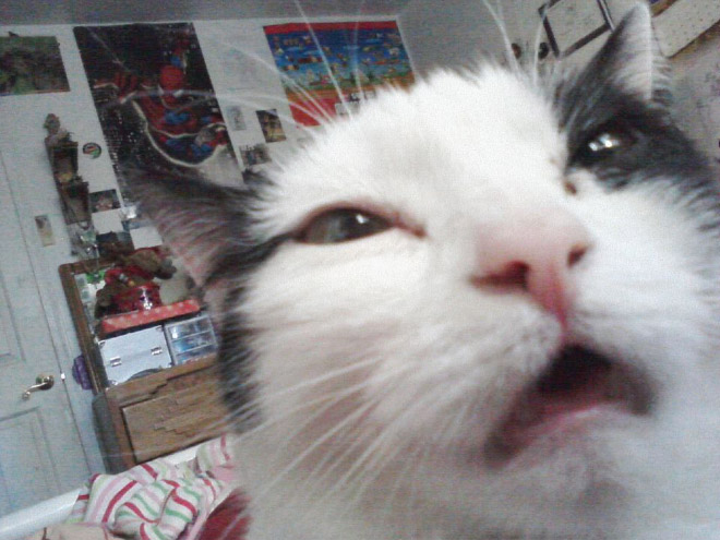 funny-cat-selfies-13