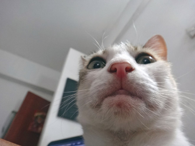 funny-cat-selfies-14
