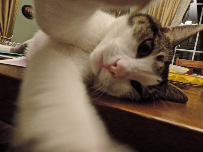 funny-cat-selfies-17