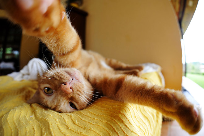 funny cat selfies 18