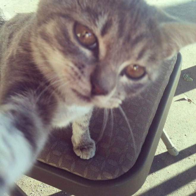 funny-cat-selfies-2