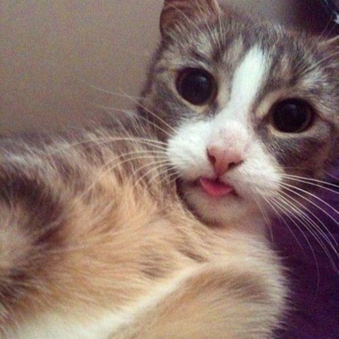 funny-cat-selfies-5