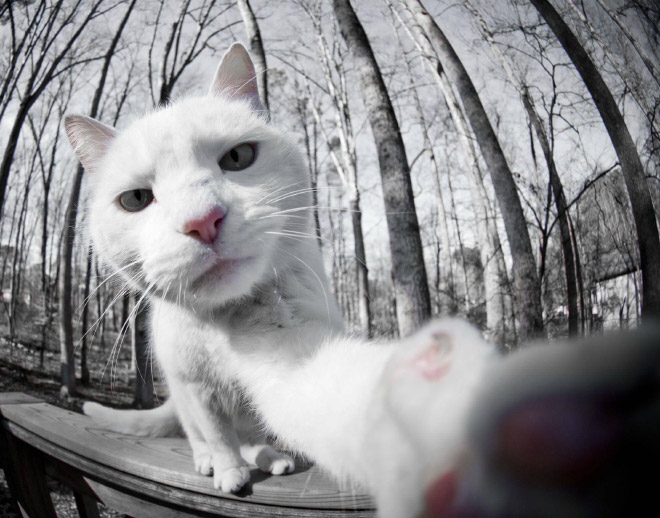 funny-cat-selfies-6