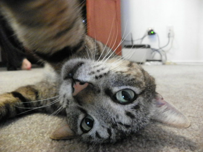 funny-cat-selfies-8