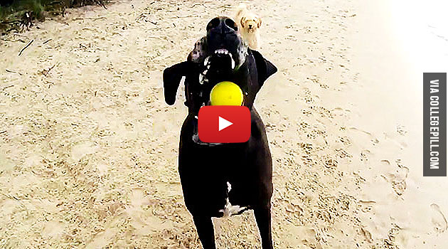 happy dogs australia beach