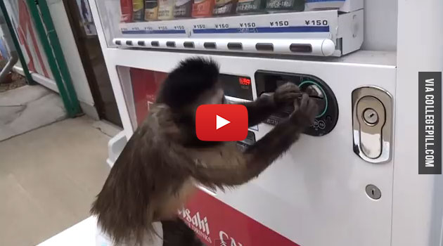 monkey buys juice from vending machine
