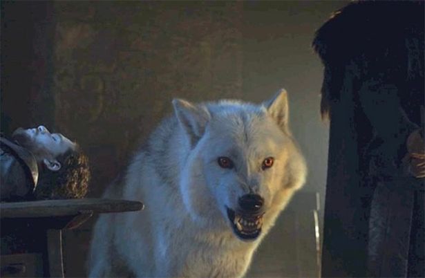 danny direwolf