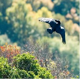 gabrielle klobucar 6