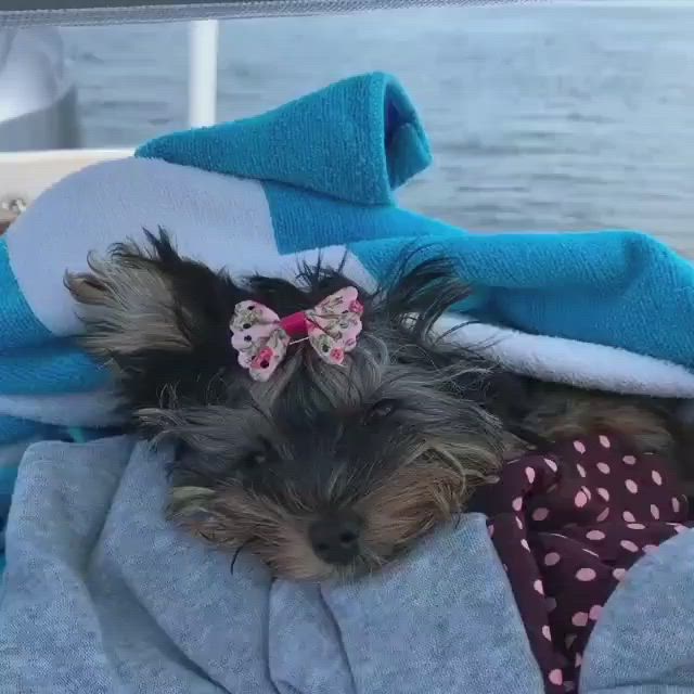 georgia yorkie 7