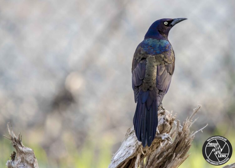 grackle 1 scaled