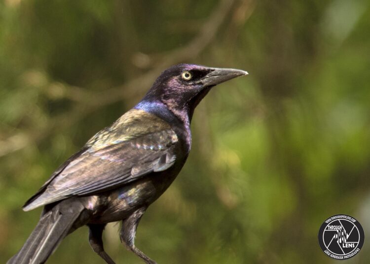 grackle 2