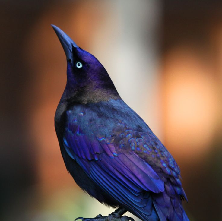 grackle 4