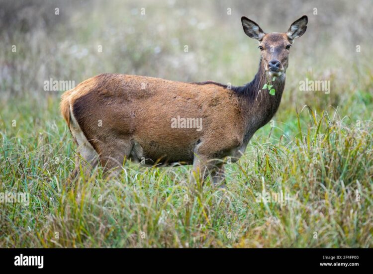 hind deer 1