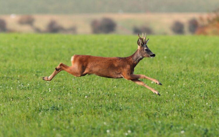 hind deer 2