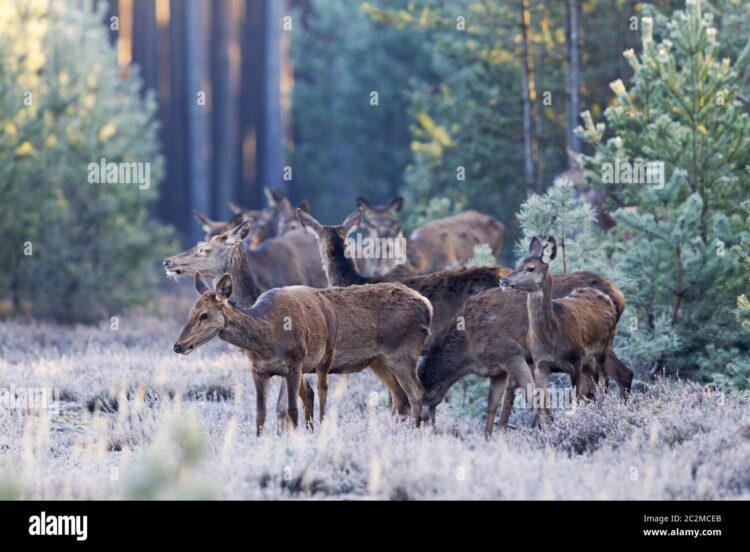 hind deer 7