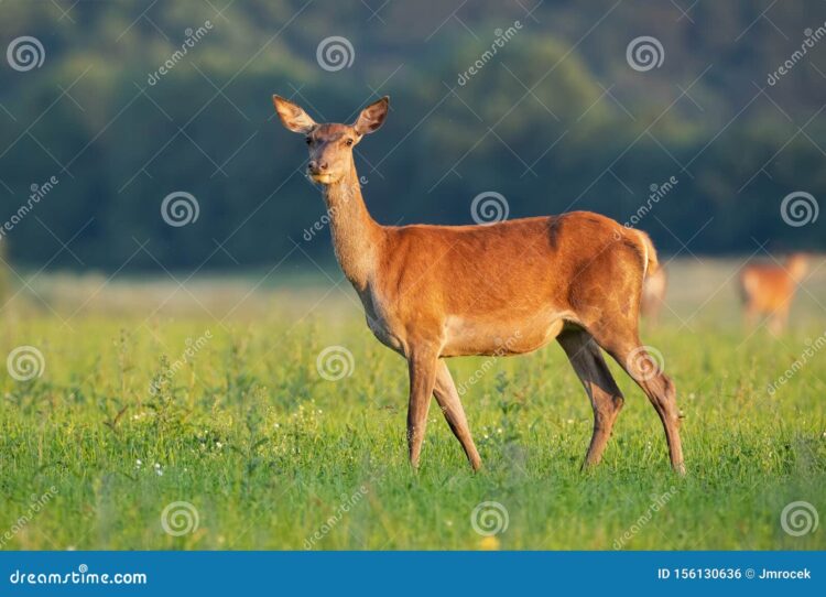 hind deer