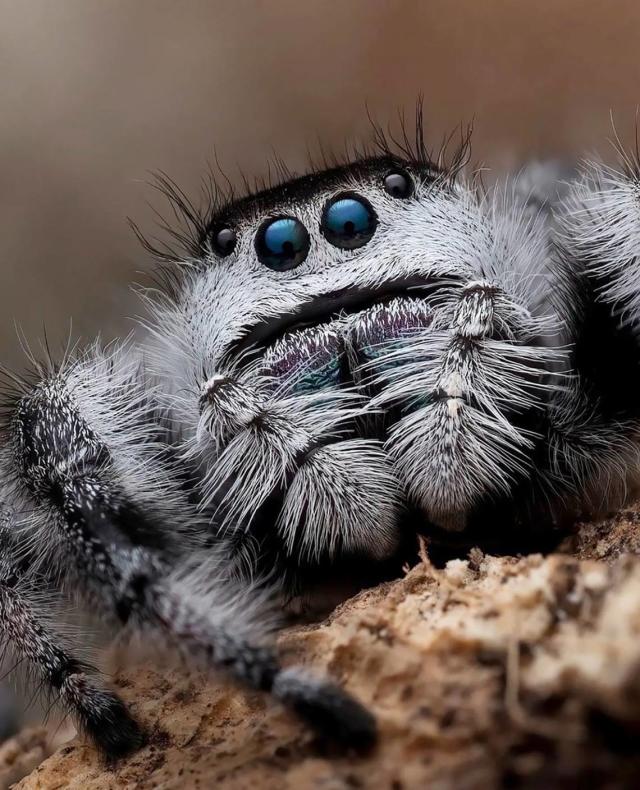 jumpingspider 10