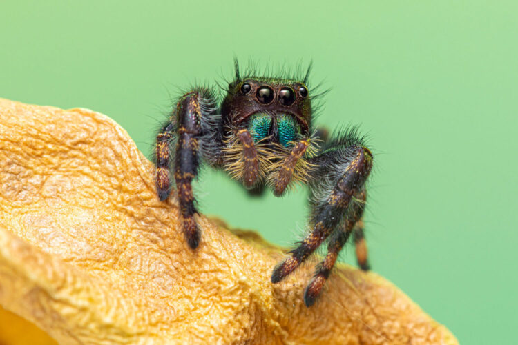 9 Hot Sexy JumpingSpider Bikini Pics