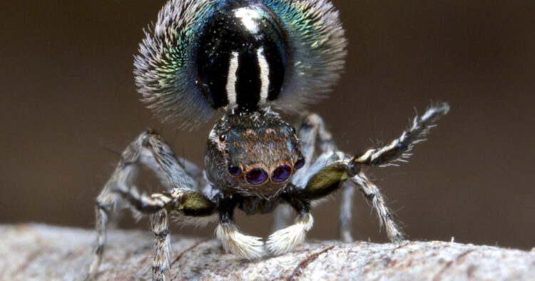 jumpingspider 3