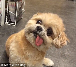 marnie the dog 5