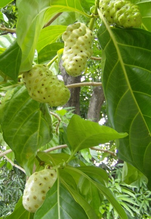 noni blanco 8