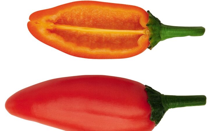 pepper jay 8
