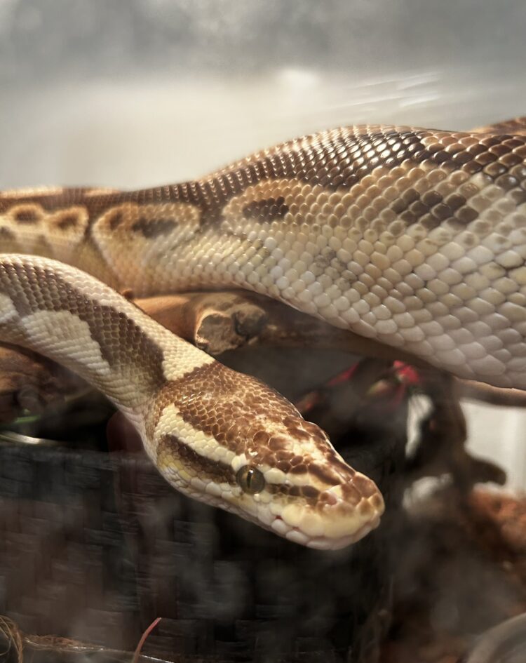 shirashiraonthewall 7