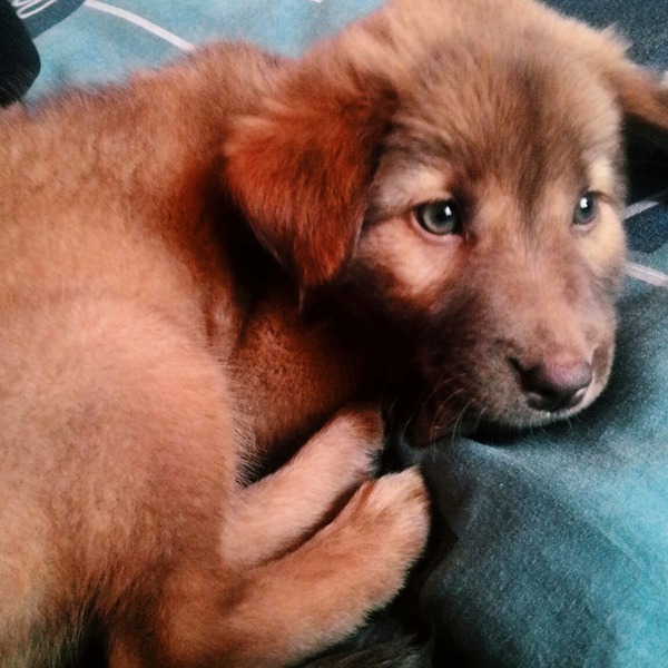 sophia yvonne baltazar 7