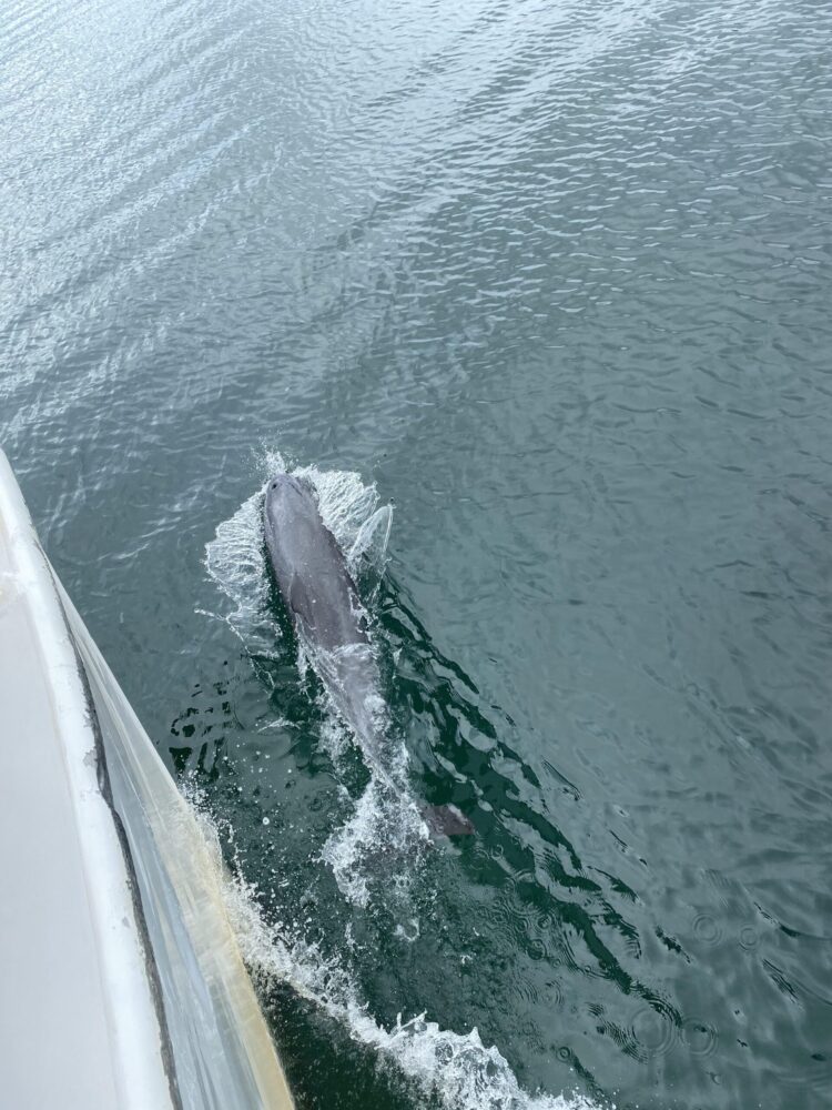 stressmonster101 9 scaled