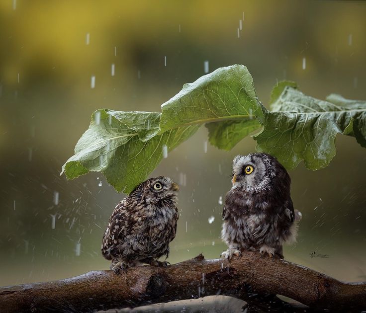 tanja brandt 7