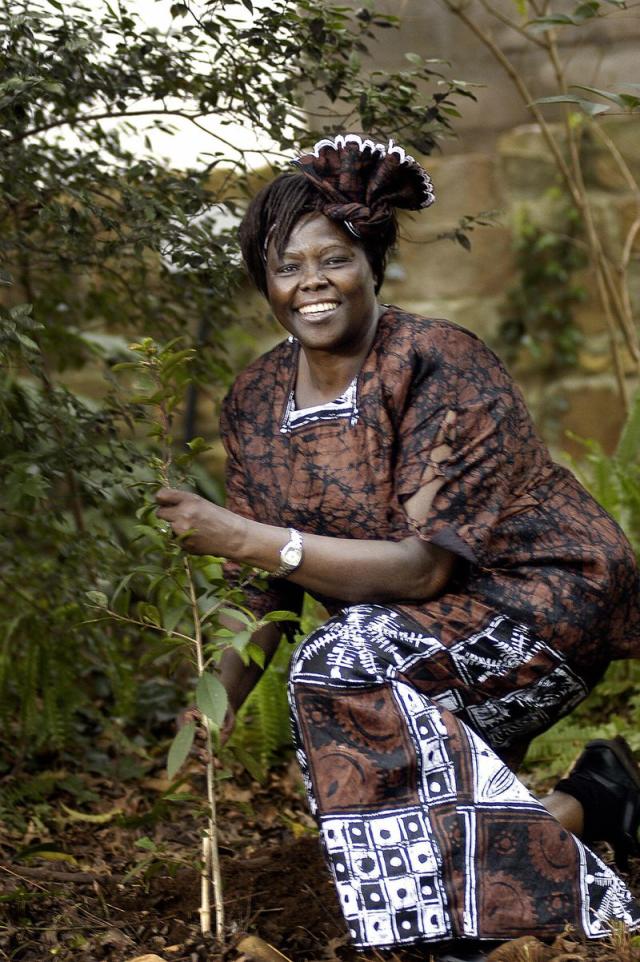 wangari muta maathai 5