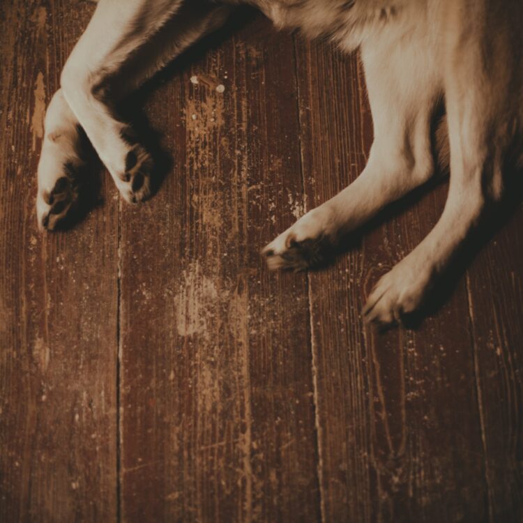 abigail kathryn steiner feet 4