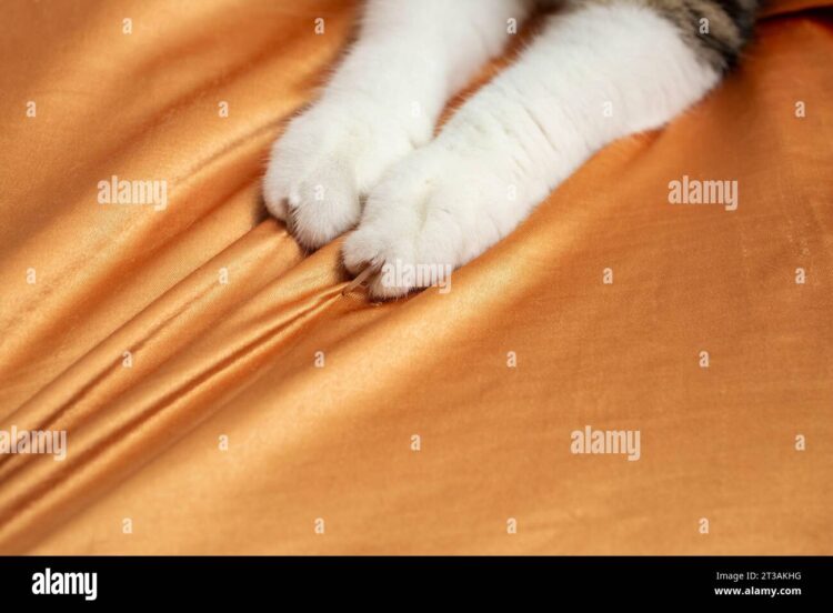 ani cat feet 5