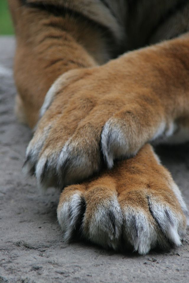 animalima feet 4